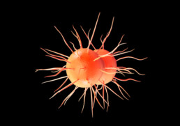 Highest resistant gonorrhoea strain image